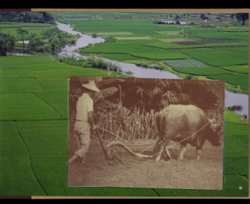 A 22 page presentation book on 'Agricultural Implements' contains stamps, postcards and a sheet of labels, very interesting (5 images)